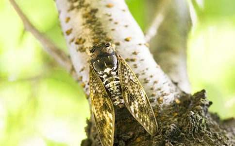 600�����ģ�ץ֪��