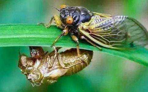 關于知了的小學作文