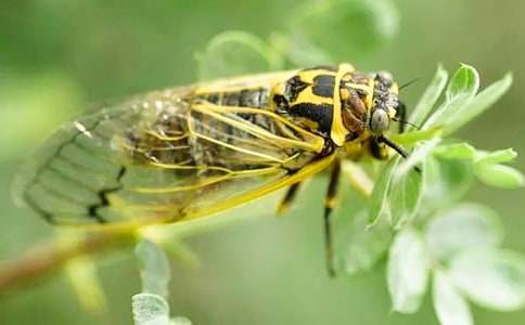 抓知了的700字作文