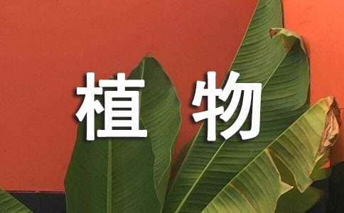 描寫種植物的詞語