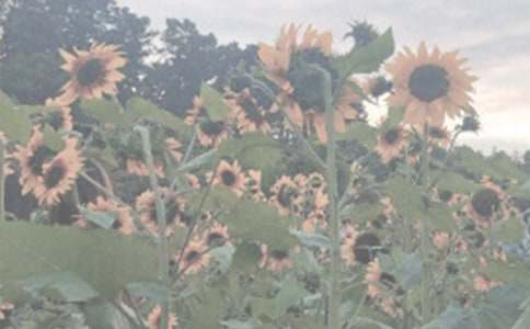 以夜賞植物園為題的作文