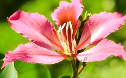 紫荊花作文500字(精選31篇)