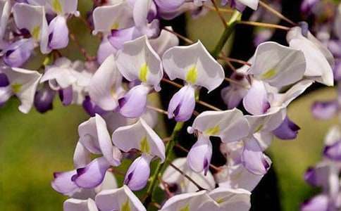 那一片紫藤花-五年級(jí)