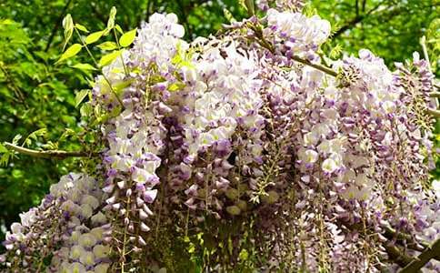 美麗的紫藤花小學生作文350字