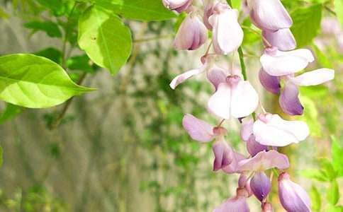 紫藤花作文400字