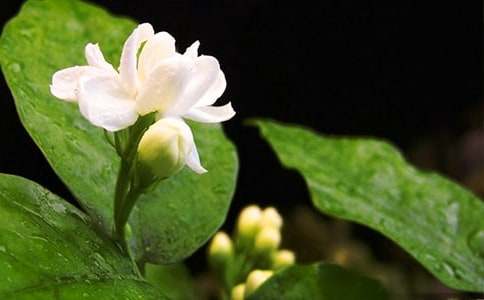 觀察茉莉花作文(5篇)