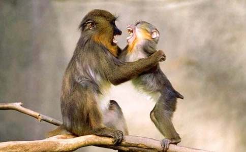 在傘上挖個洞的狒狒寓言故事