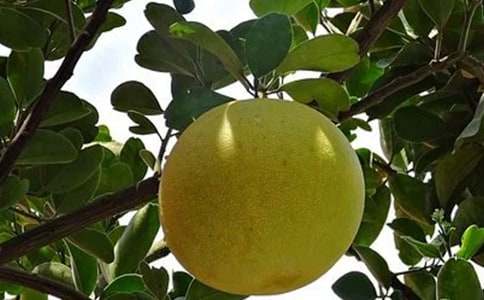 柚子皮的妙用小學(xué)作文500字