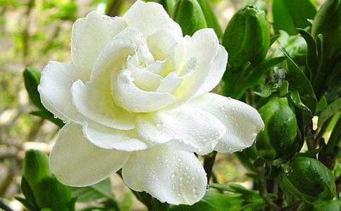 【推薦】記憶里梔子花香作文