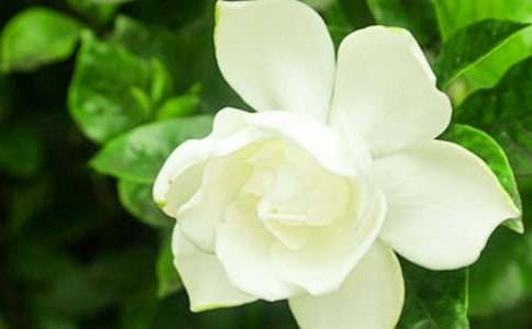 我記憶深處的梔子花優(yōu)秀作文