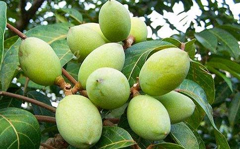 我也銜過一枚青橄欖作文1000字