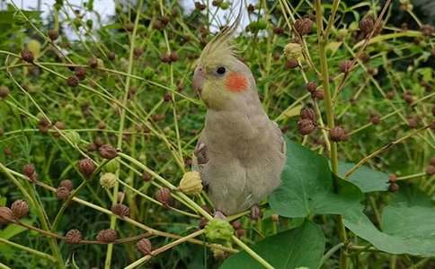 【必備】鸚鵡魚作文4篇
