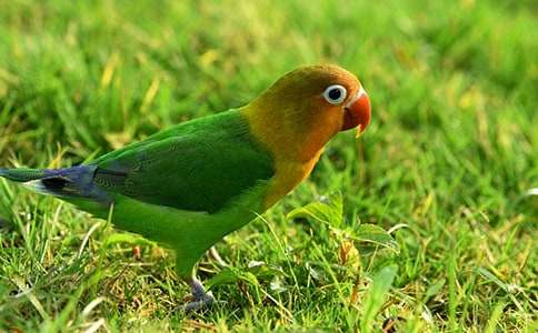 【推薦】鸚鵡魚作文22篇