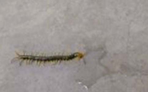 謎底是蜈蚣的謎語(yǔ)