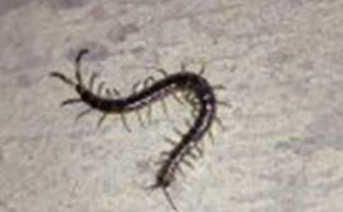 刻薄的蜈蚣寓言故事