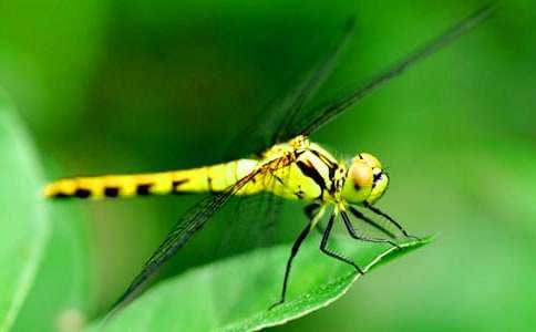 【合集】觀察蜻蜓作文