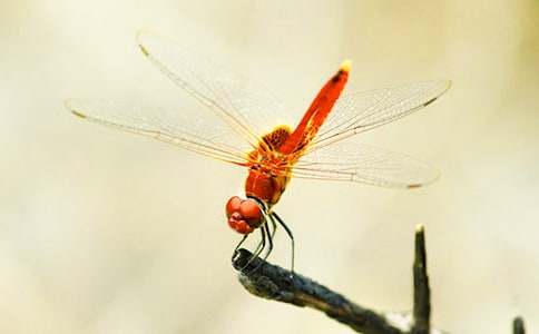 蜻蜓點(diǎn)水之謎作文