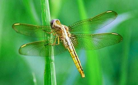 蜻蜓點(diǎn)水的秘密作文