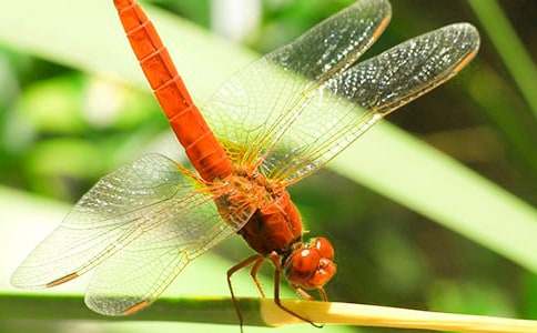 【精選】蜻蜓點水作文3篇