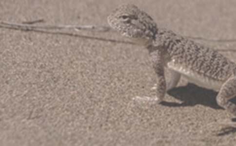 һֻɳĮ���������_С�W(xu��)������