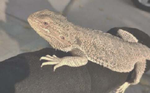 我家的蜥蜴作文600字