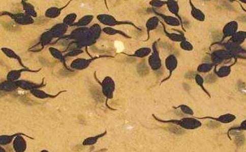 小蝌蚪找媽媽作文(精選23篇)