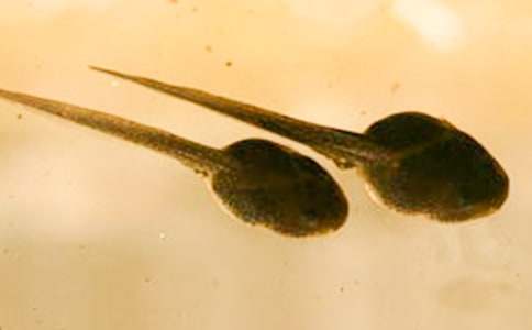 С����ҋ����Č�