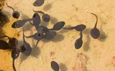 С���v�UӛС�WͯԒ���ķ���