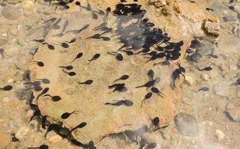 “小蝌蚪”找媽媽作文