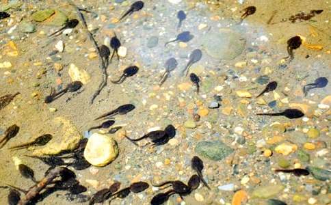 ��С����ҋ�������