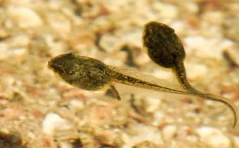 С����ҋ����Č�����4ƪ