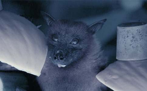 蝙蝠作文600字3篇