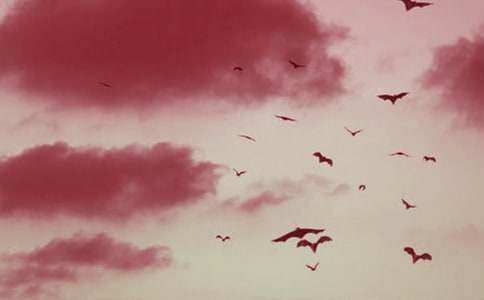 ����һֻС����С�W(xu��)����