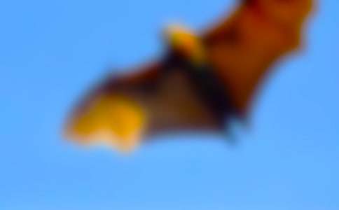 一只蝙蝠的自述作文(精選12篇)