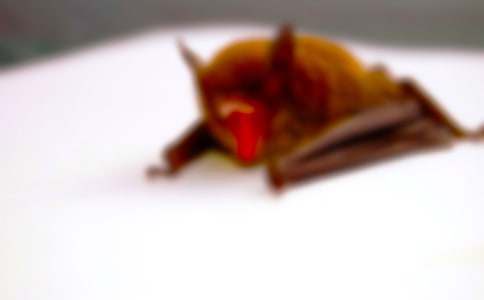 蝙蝠稱王小學(xué)生作文400字