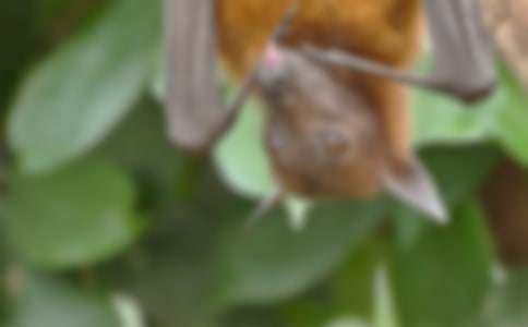 蝙蝠作文400字5篇