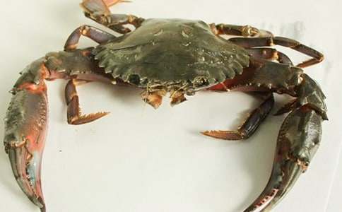 暑假趣事300字作文:抓螃蟹