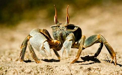 觀察螃蟹的作文(通用51篇)