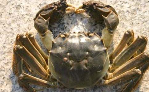 觀察螃蟹的作文