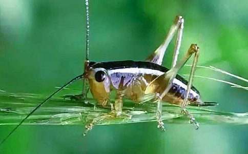 ׽���Ԋ�Č�