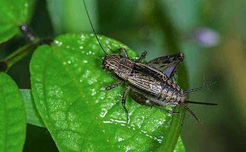 改寫《蟋蟀的住宅》