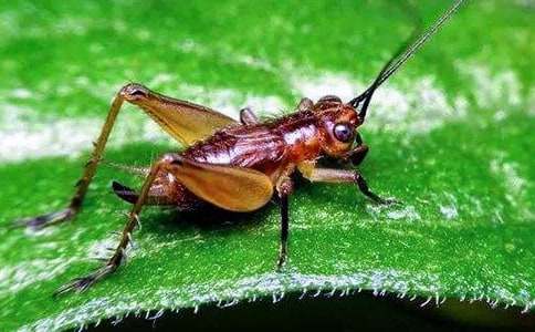 趣味童話故事推薦:小蘿卜和蟋蟀先生