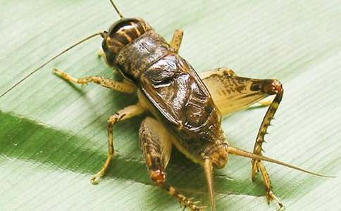 觀察蟋蟀的作文(6篇)