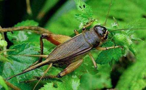 觀察蟋蟀作文6篇