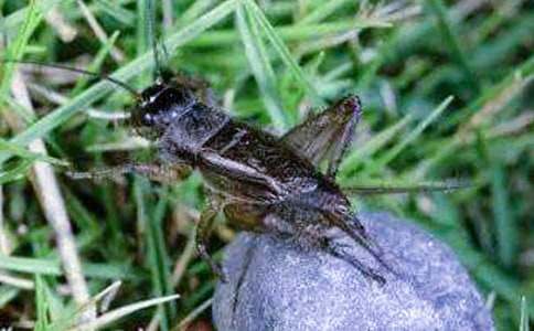 觀察蟋蟀作文(精選23篇)