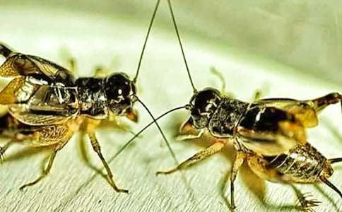 �^�������ģ�ͨ��18ƪ��