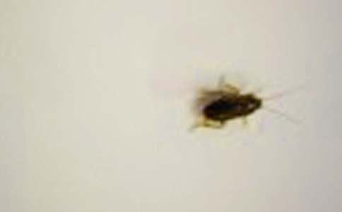 【精選】蟑螂作文300字3篇