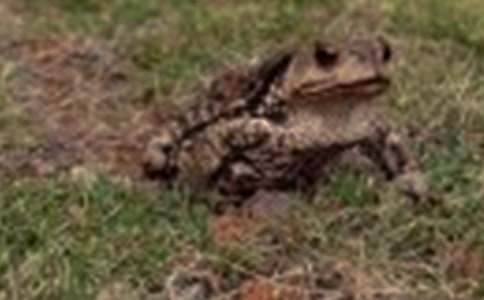 田野里的蟾蜍作文