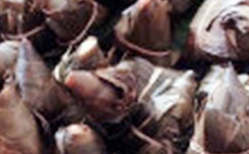 粽子的記憶高中作文