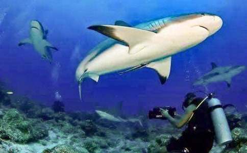 拯救大鯊魚寓言童話作文